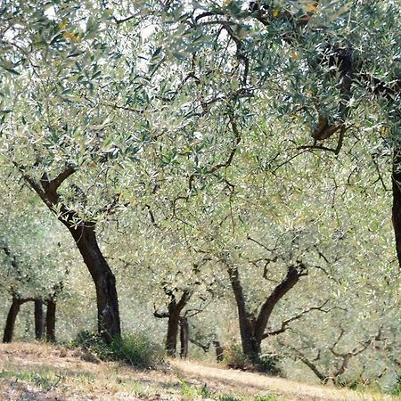 B&B Lavanda E Rosmarino Assisi Bagian luar foto