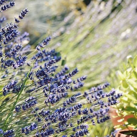 B&B Lavanda E Rosmarino Assisi Bagian luar foto