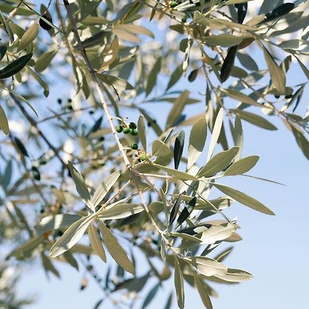 B&B Lavanda E Rosmarino Assisi Bagian luar foto