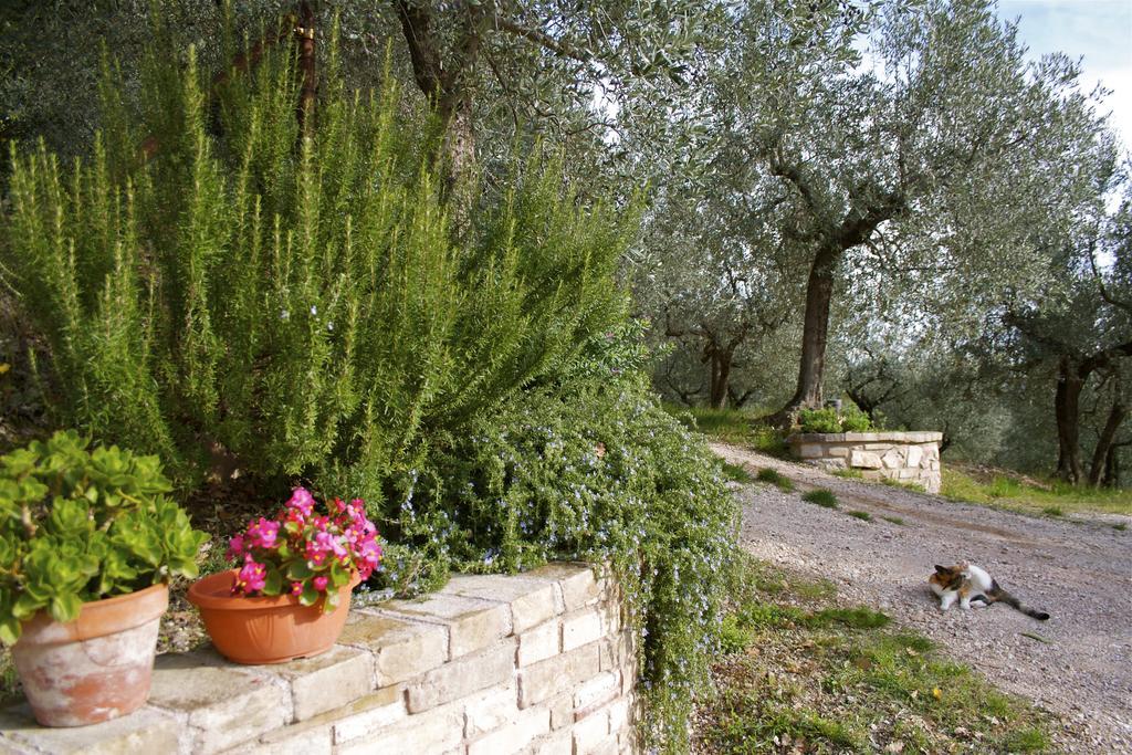 B&B Lavanda E Rosmarino Assisi Bagian luar foto