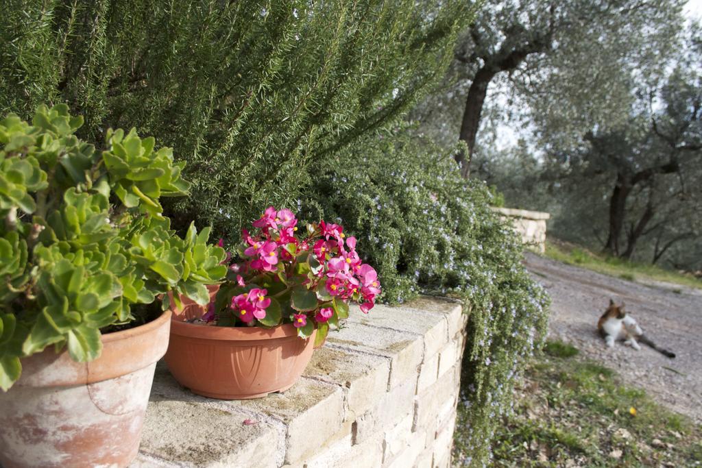 B&B Lavanda E Rosmarino Assisi Bagian luar foto