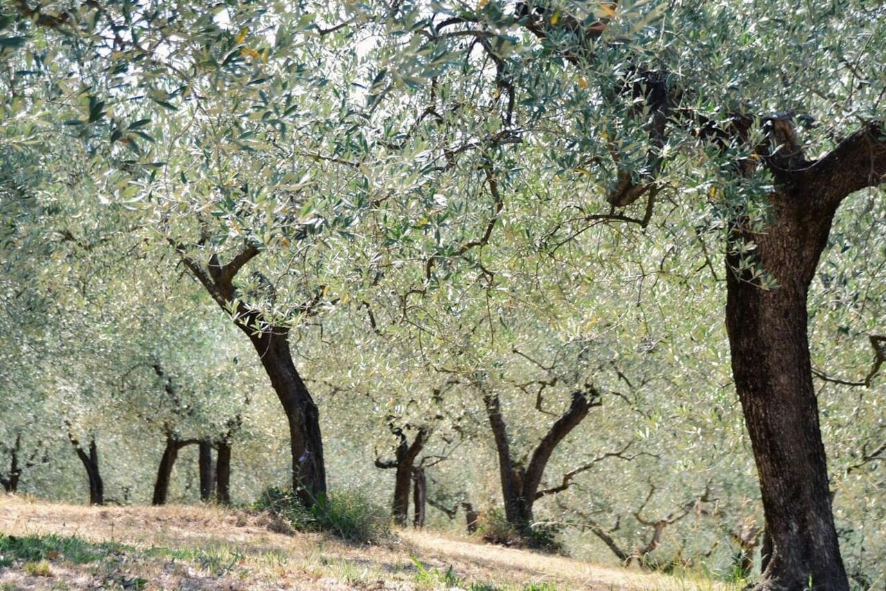 B&B Lavanda E Rosmarino Assisi Bagian luar foto