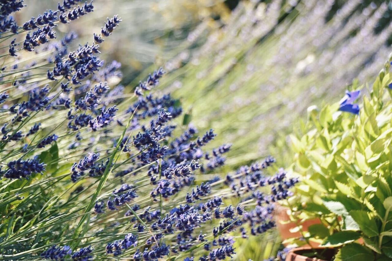 B&B Lavanda E Rosmarino Assisi Bagian luar foto