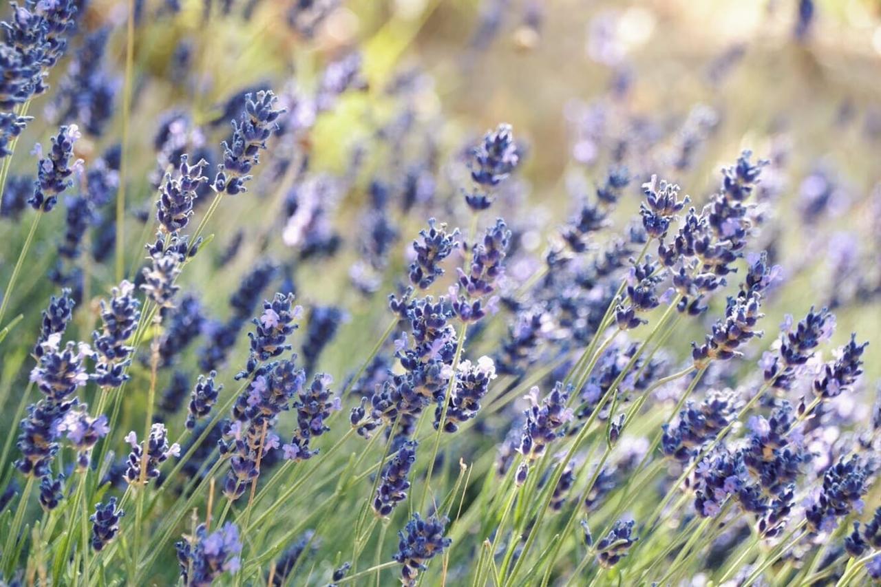 B&B Lavanda E Rosmarino Assisi Bagian luar foto