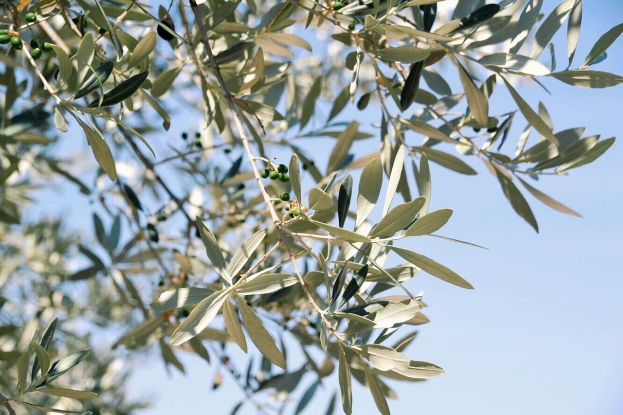 B&B Lavanda E Rosmarino Assisi Bagian luar foto